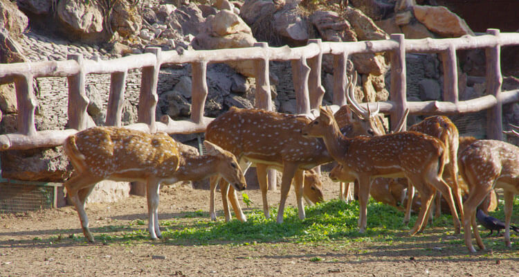 Jaipur Zoo, Jaipur Rajasthan