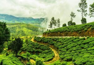 OOTY